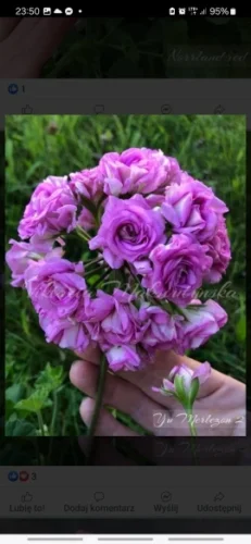 Handwoven Straw Rattan Half-Moon Handbag photo review